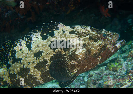 Gruppo marmorizzato bruno, Epinephelus fuscoguttatus, sito di immersione Blue Magic, Mioskon, Dampier Strait, Raja Ampat, Papua occidentale, Indonesia Foto Stock