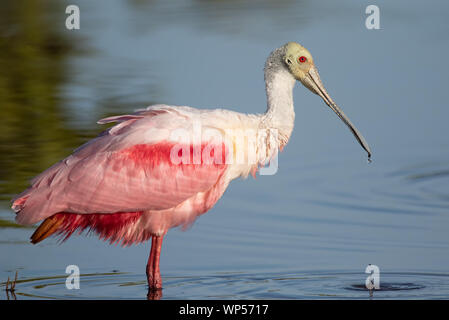 Roseate Spoonbill Foto Stock