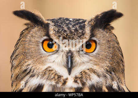 Un ritratto di un gufo reale. Foto Stock