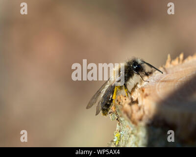 Heriades truncorum, una wild bee, alimentando il maple sap di un recente struttura di taglio Foto Stock