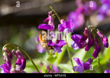 Carda comune bee alimentare sulla molla veccia ((Lathyrus vernus) Foto Stock