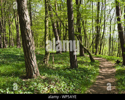 Foresta di primavera in Frankonia, Baviera, Germania. Un sentiero conduce attraverso gli alberi. Foto Stock