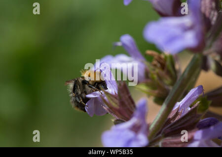 Carda comune di alimentazione delle api sul fiore di salvia Foto Stock