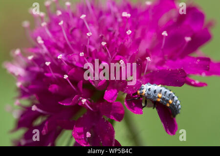 La larva del sette-spot ladybird (Coccinella septempunctata) su un campo scabious Foto Stock