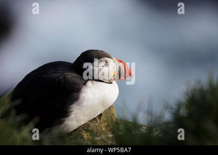 I puffini in Islanda contro uno sfondo di mare e di erba Foto Stock