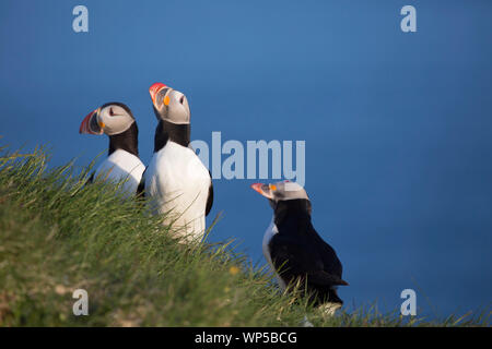 I puffini in Islanda contro uno sfondo di mare e di erba Foto Stock