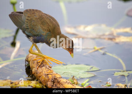 Il novellame di pollo sultano nella palude cavatappi, Florida Everglades National Park Foto Stock