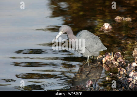 Dispiace rossastro caccia in Ding Darling, Sanibel, Florida Foto Stock