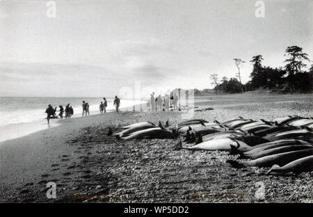 [ 1900 Giappone - cattura di delfini ] - pescatori spettacolo di delfini hanno catturato a Kozu (国府津) spiaggia di Odawara (小田原), nella prefettura di Kanagawa. Xx secolo cartolina vintage. Foto Stock