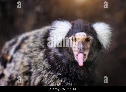 Ritratto di tufted bianco-eared marmoset monkey nel giardino zoologico. Foto Stock