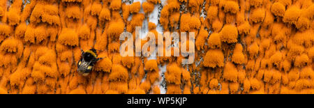 Un Buff-tailed bumblebee queen (Bombus terrestris) appoggiato sulla colorata lichene arancione (xanthoria) incrostazioni overgrowing rovine e gli edifici abbandonati in S Foto Stock