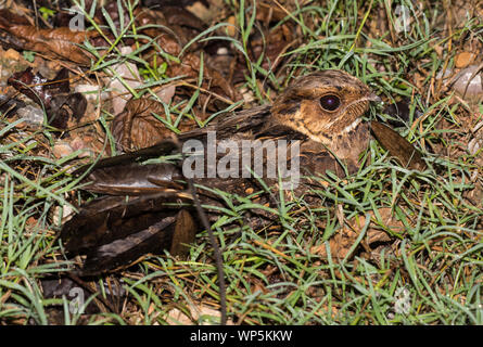 Grande-tailed Nightjar (Caprimulgus macrurus) sat sul terreno durante la notte su Kaeng Krachan NP della Thailandia. Foto Stock