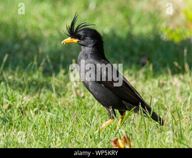 Grande Myna (Acridotheres grandis) in Kaeng Krachan National Park, Thailandia Foto Stock