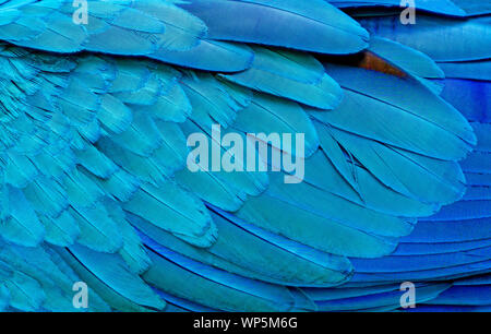 Close up di blu macaw uccelli piume background e texture. Foto Stock
