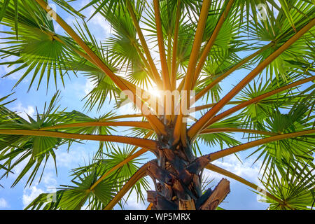 Basso angolo vista di Palma contro il cielo. Foto Stock
