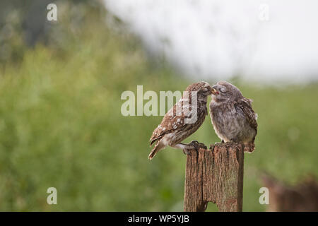 Genitore Piccolo gufo owlet di alimentazione su un post, Athene noctua, East Yorkshire, Inghilterra, Regno Unito. Introdotta in Gran Bretagna del XIX secolo, in parte diurna. Foto Stock