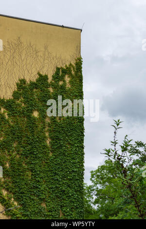 Parete di edificio con rampicanti nel quartiere Prenzlauer Berg di Berlino, Germania Foto Stock