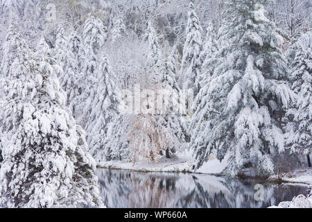 Coperta di neve alberi riflesso in uno stagno, Stowe Vermont, USA Foto Stock