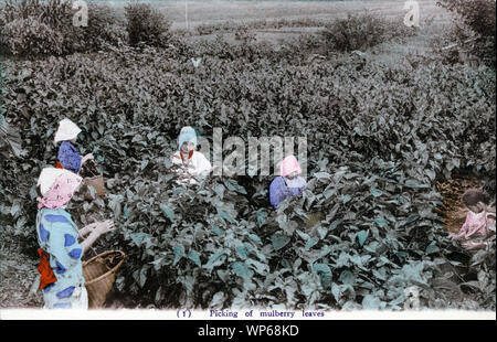 [ 1920s Giappone - gli agricoltori femmina la raccolta delle foglie di gelso ] - Agriturismo donne in kimono la raccolta delle foglie di gelso per la coltivazione del baco da seta. Testo originale: (1) il prelievo di foglie di gelso. Questa cartolina è da una serie di circa giapponese allevamento di seta, chiamato l'industria della seta del Giappone. Xx secolo cartolina vintage. Foto Stock