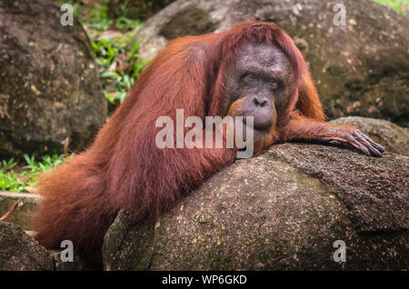 Close up di forti e grandi Malaysian Borneo Orangutan (orango) in ambiente naturale. Orangutan sono tra i più intelligenti di primati. Foto Stock
