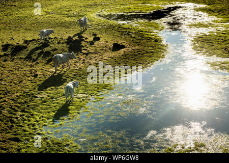 Le mucche al pascolo del bestiame al quasi a secco di lago di Lagoa do Paolo sull'altopiano centrale dell'isola di Pico, Azzorre Foto Stock