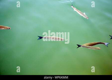 Triglie di Flathead pesce nuotare diagonalmente in crema verde acqua torbida. Foto Stock