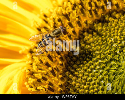 Hoverfly Closeup su un girasole Foto Stock