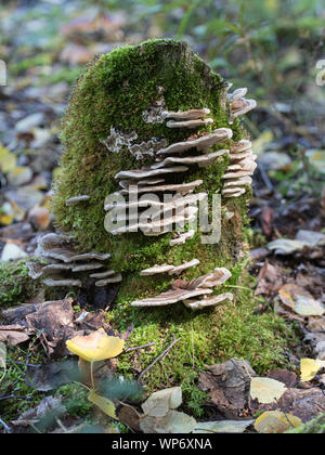 Oyster fungo su un ceppo di albero Foto Stock