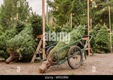 Appena gli alberi di Natale tagliati in corrispondenza di un albero di Natale Agriturismo Foto Stock