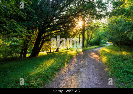 Un sentiero conduce attraverso i boschi al tramonto Foto Stock