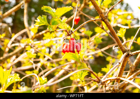 Bacche di pallon di maggio su un ramo al sole - sfondo Foto Stock