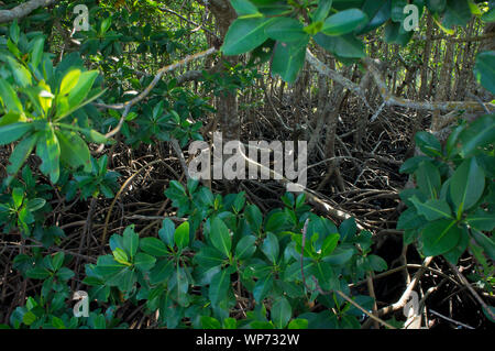 Palude di mangrovie fotografato in Matheson Amaca Miami-Dade Parcheggio contea di Coral Gables, Miami, Florida Foto Stock