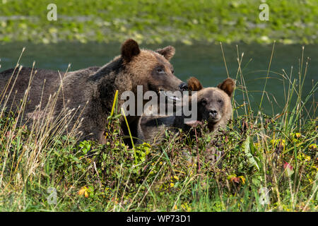 Canada, British Columbia, grande orso nella foresta pluviale, Khutze ingresso. Orso bruno aka orso grizzly (WILD: Ursus arctos), Madre orsa con cuccioli. Foto Stock