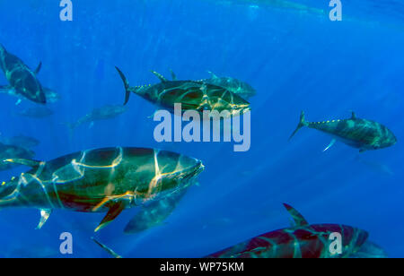 Atlantic Tonno rosso (Thunnus thynnus) Foto Stock