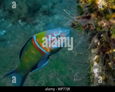 Ornate Wrasse (Thalassoma pavo) Foto Stock