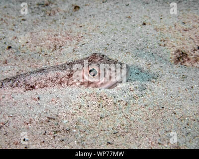 Un Atlantic Lizardfish (Synodus sauro) nasconde nella sabbia Foto Stock