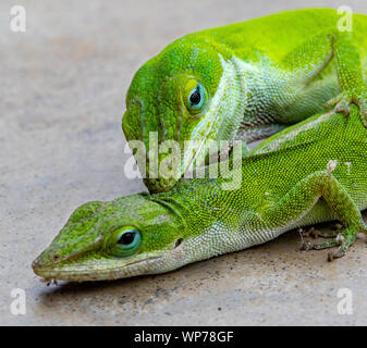 Ramarro, la Carolina Anole, mordere un altro lizard Foto Stock