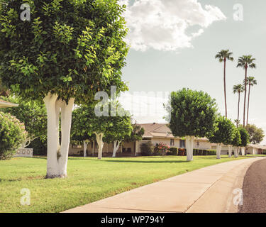 Fotografia analogica di una strada residenziale con prati puliti e una serie di alberi di agrumi con tronchi dipinti di bianco, a Sun City, in Arizona. Foto Stock