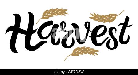 Illustrazione Vettoriale di testo raccolto decorate con spighe di grano. Disegnata a mano di scritte per Harvest Festival. Isolato scheda d'autunno, un poster o un banner te Illustrazione Vettoriale