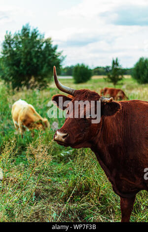 Un giovane brown bull guardando il visore con vitelli in background Foto Stock