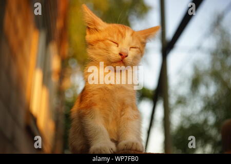 Rosso pallido bianco gattino dorme seduto al tramonto Foto Stock