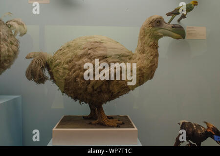 Farcite Dodo bird in mostra presso il Museo di Storia Naturale di Londra Foto Stock