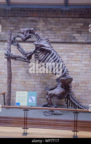 Megatherium un mammifero estinto sul display a NHM, Londra. Foto Stock