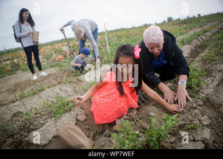 (190907) -- DELTA (Canada), Sett. 7, 2019 (Xinhua) -- la gente impara al raccolto di patate durante la 'Day presso la fattoria " fiera agricola a Isola Westham Herb Farm nel Delta, Canada, sul Sett. 7, 2019. L annuale 'Day presso la fattoria " fiera agricola ha dato dei calci a fuori di sabato, dotate di agricole diverse attività interattive per educare le comunità circa la natura e l'importanza dell'agricoltura e non di mercato servizi ambientali. (Foto di Liang Sen/Xinhua) Foto Stock