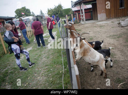 (190907) -- DELTA (Canada), Sett. 7, 2019 (Xinhua) -- la gente visita un ovile durante il 'Day presso la fattoria " fiera agricola a Isola Westham Herb Farm nel Delta, Canada, sul Sett. 7, 2019. L annuale 'Day presso la fattoria " fiera agricola ha dato dei calci a fuori di sabato, dotate di agricole diverse attività interattive per educare le comunità circa la natura e l'importanza dell'agricoltura e non di mercato servizi ambientali. (Foto di Liang Sen/Xinhua) Foto Stock