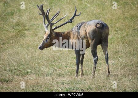 Maschio di Pere David deer scagliare fango Foto Stock