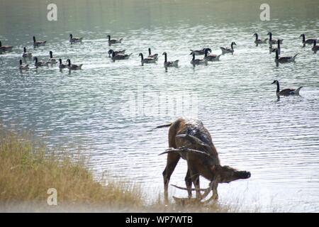 Maschio di Pere David deer scagliare fango Foto Stock