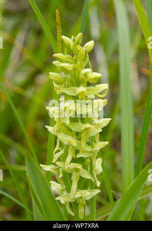 Bog Orchid (Platanthera convallariaefolia) Adak è. ALASKA Foto Stock