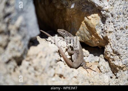 Lizard su una parete Foto Stock