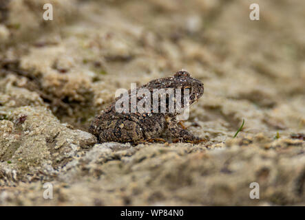 Red Spotted Toad ( Anaxyrus punctatus) Colorado,USA Foto Stock
